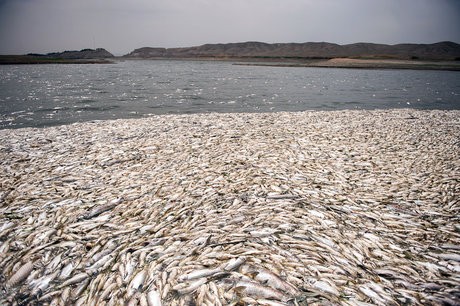 مرگ بیش ازدو میلیون ماهی درسدفشافویه