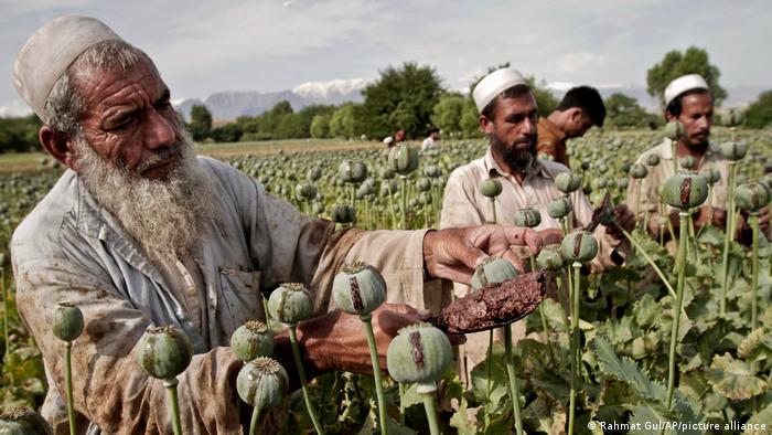 طالبان کشت خشخاش، تولید و مصرف مواد مخدر در افغانستان را ممنوع کرد