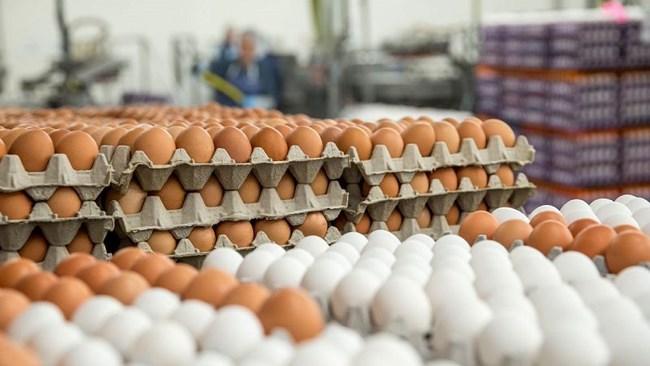 عراق با فشار ترکیه واردات تخم ‌مرغ ایران را ممنوع کرد