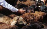 ماه محرم نیز باعث رونق فروش گوشت در ایران نشد