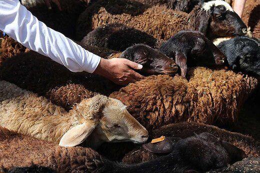 محرم نیز باعث رونق فروش گوشت در ایران نشد