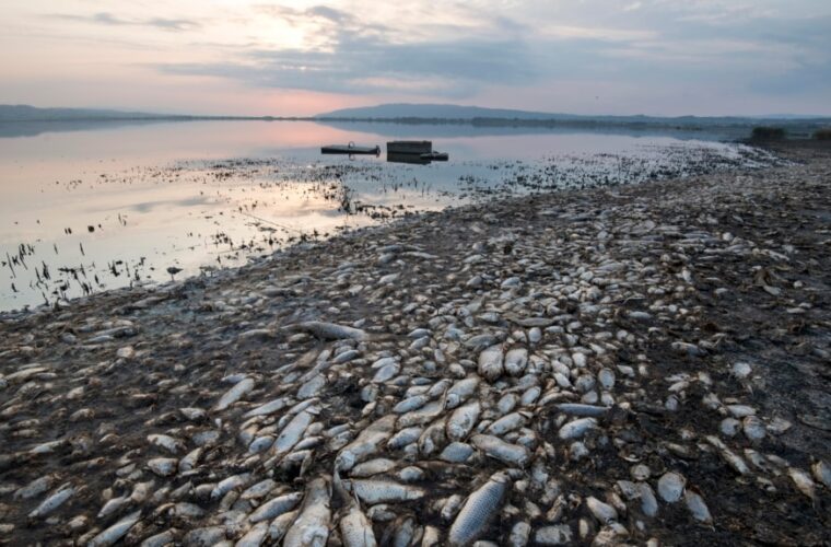 تغییرات آب‌ و هوا سبب کاهش ذخایر ماهی