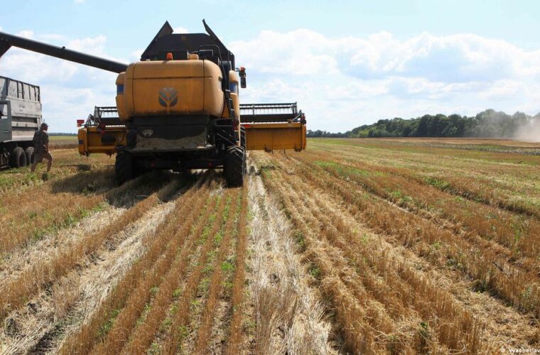 چرخش در کشاورزی اوکراین؛ از تولید غلات به سمت دانه‌های روغنی