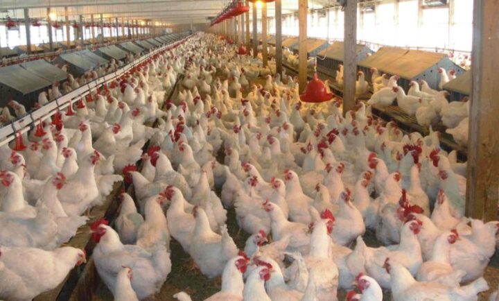 عراق واردات طیور از ترکیه به دلیل شیوع آنفلونزای پرندگان را ممنوع کرد