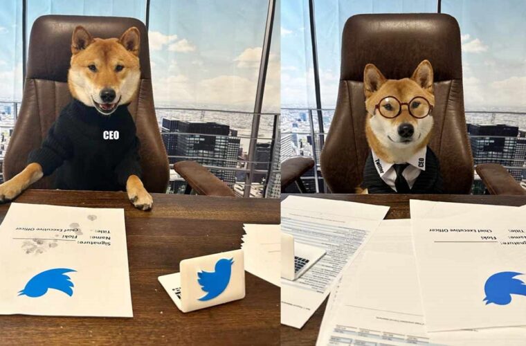 سگ ایلان ماسک مدیرعامل توییتر شد