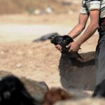 دستگیری سارقان ۲۰۰ رأس گوسفند در محدوده حسن آباد فشافویه