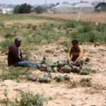 فاجعه کشاورزی در غزه: تنها ۴.۶ درصد اراضی قابل کشت باقی مانده است