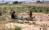 فاجعه کشاورزی در غزه: تنها ۴.۶ درصد اراضی قابل کشت باقی مانده است
