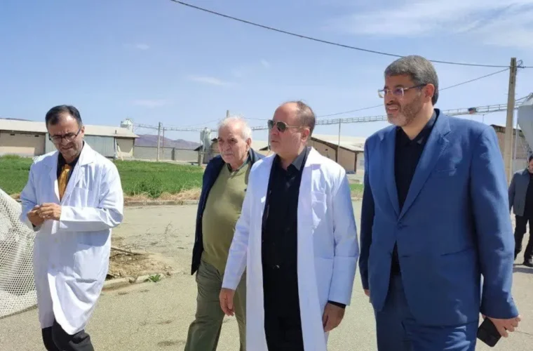 وزیر جهادکشاورزی: نهاده دامی شرط ثبات تولید مرغ است